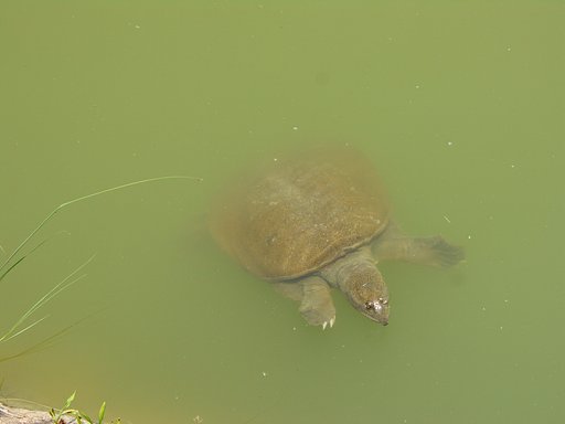 すっぽん　撮れた