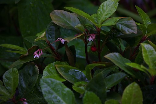 ヤブコウジ開花です。