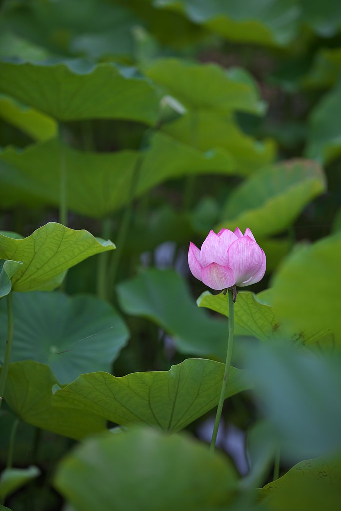 膨らむ蕾