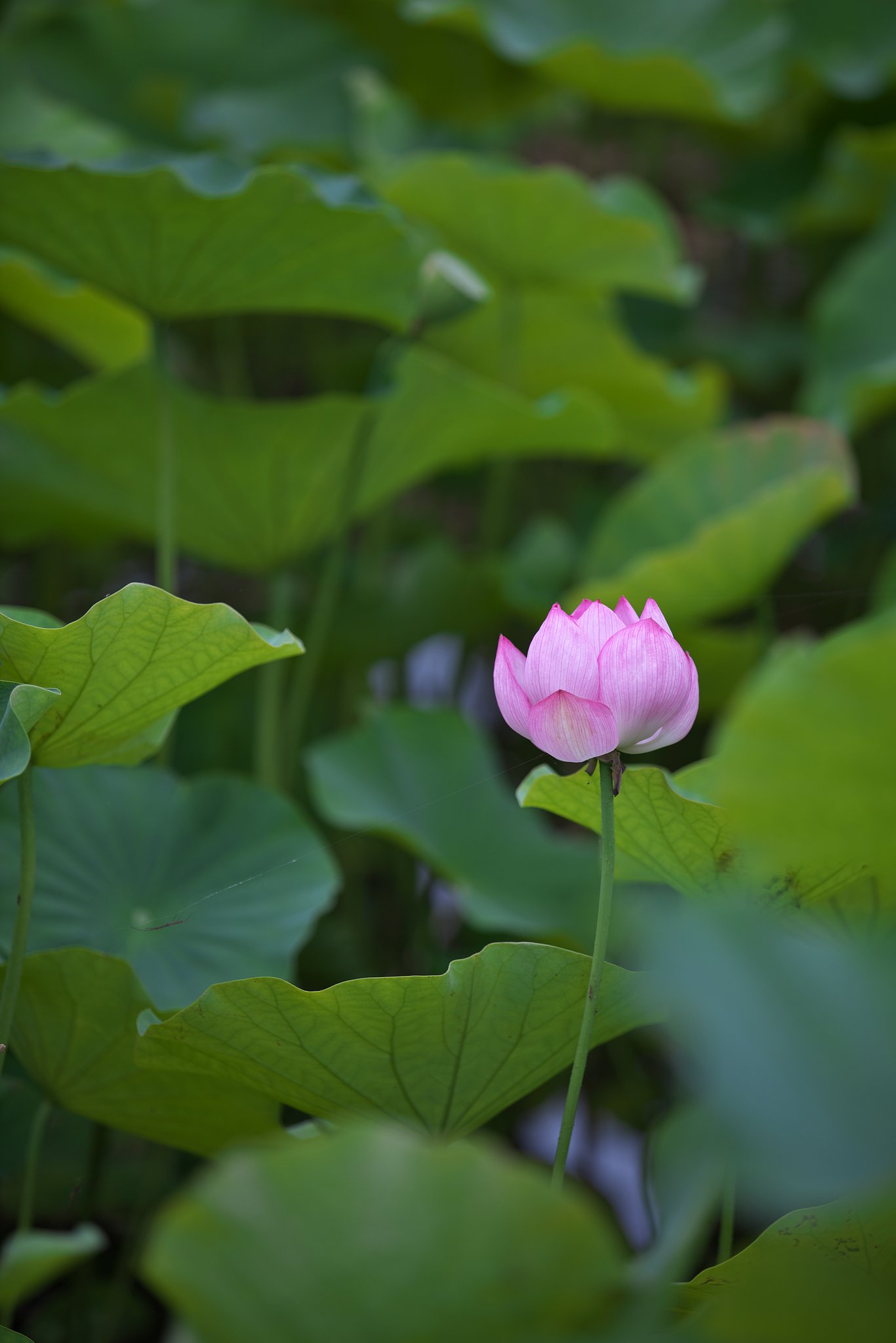 膨らむ蕾
