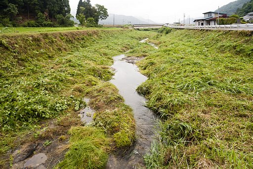 河原の草刈