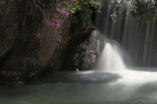 岩肌に咲く
