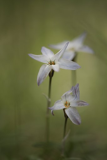 ニラの花