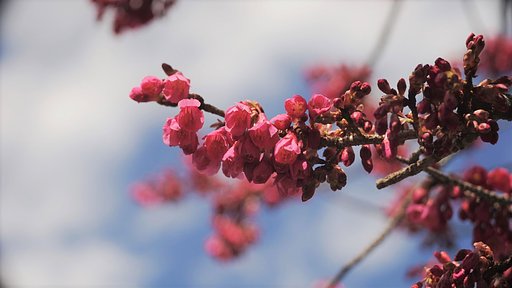 小西六パールからの改造レンズ