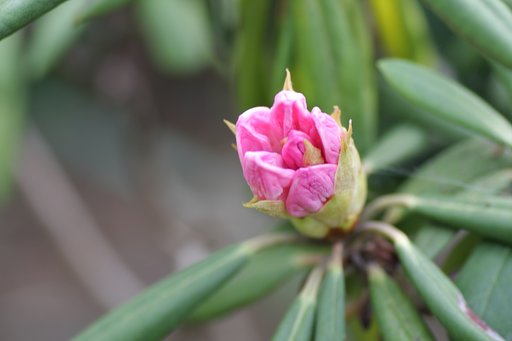 石楠花