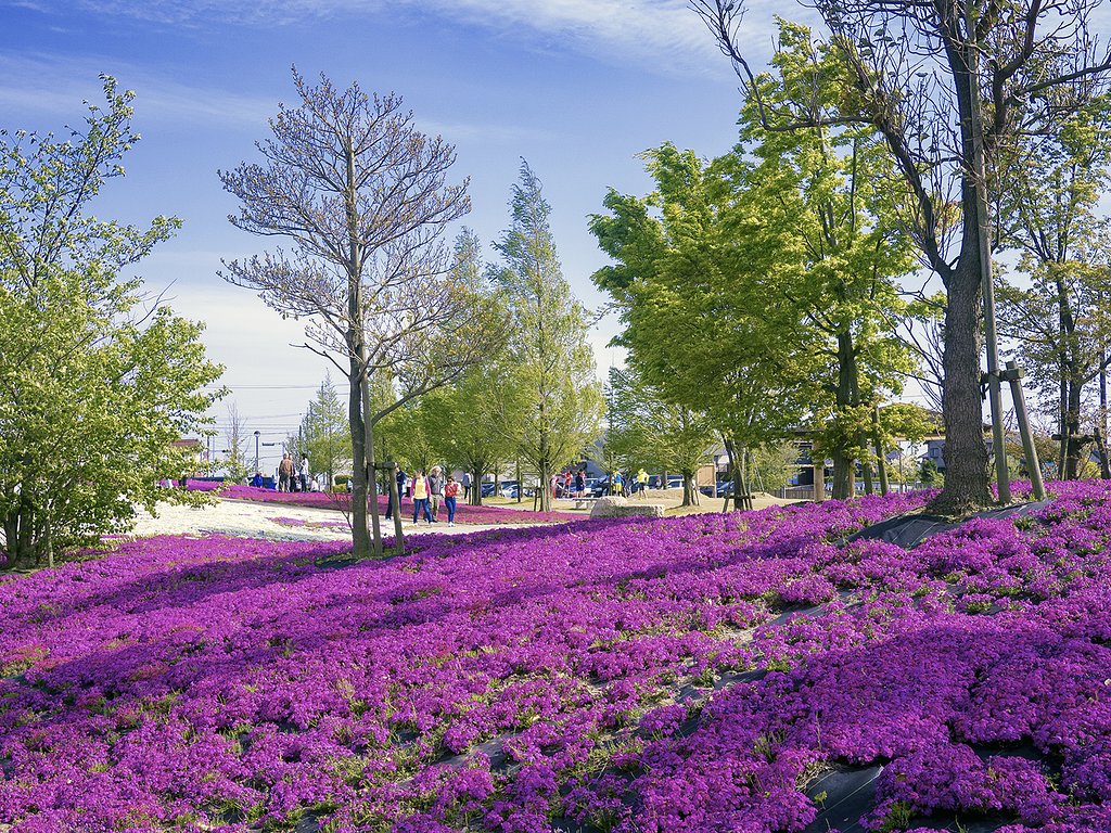 芝桜