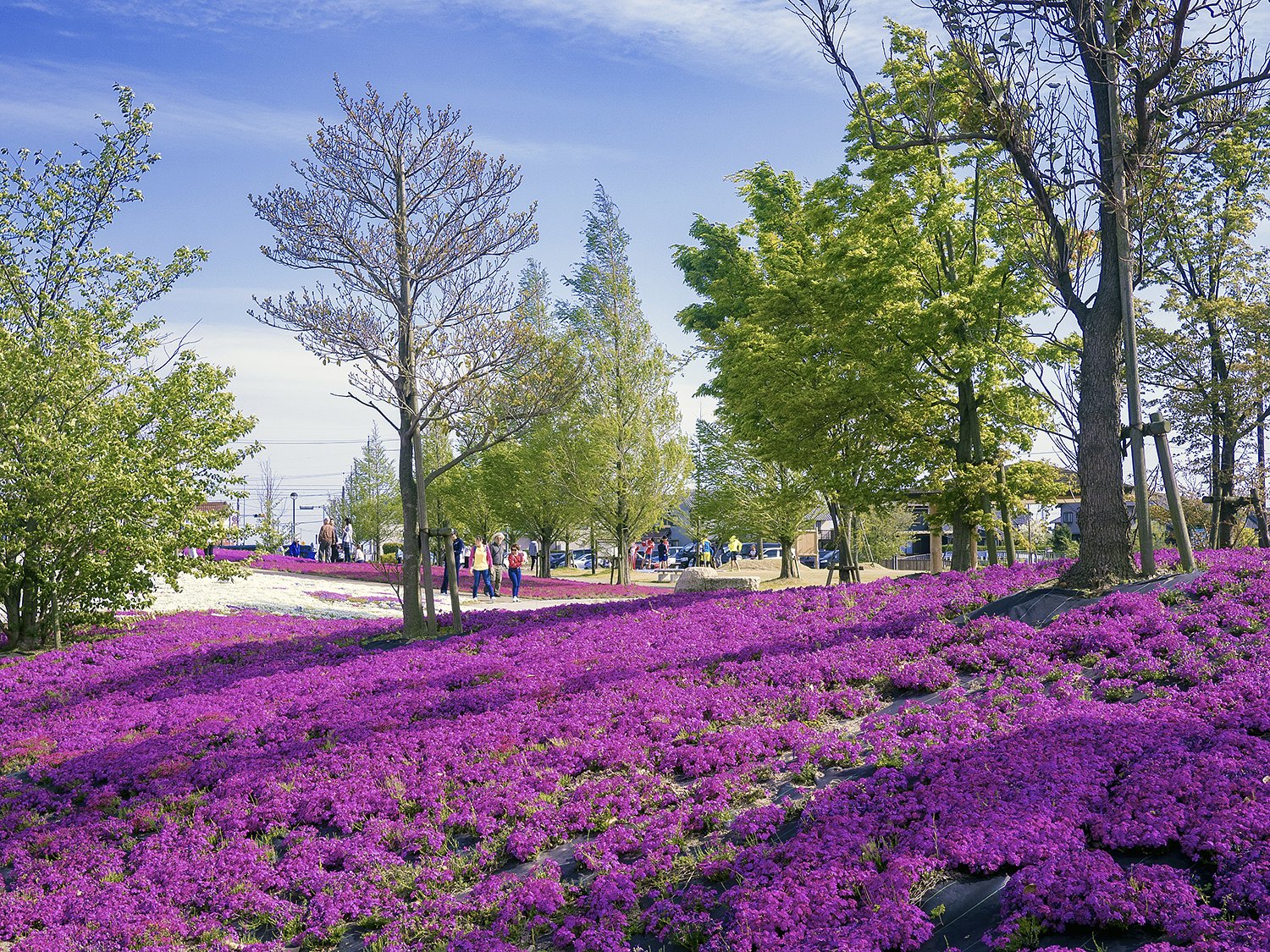 芝桜