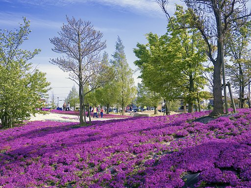 芝桜