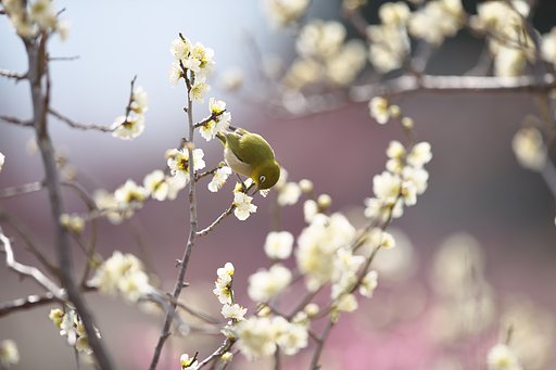 ウメジロー