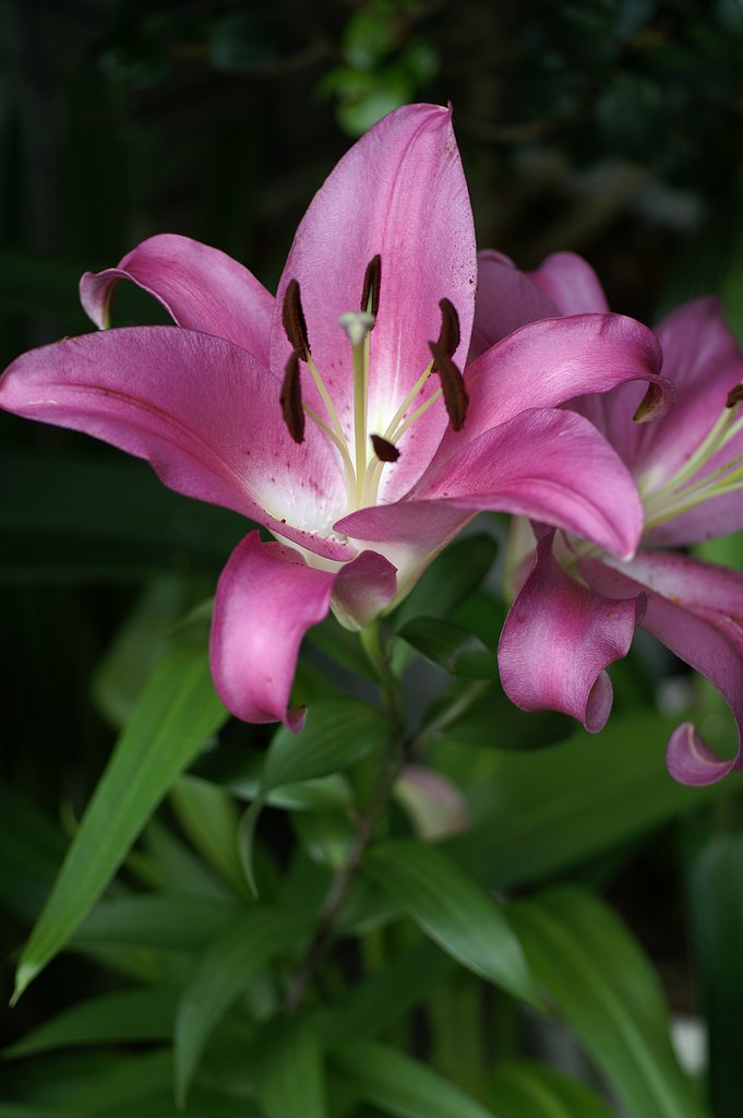 AF50/2.8(D)MACRO