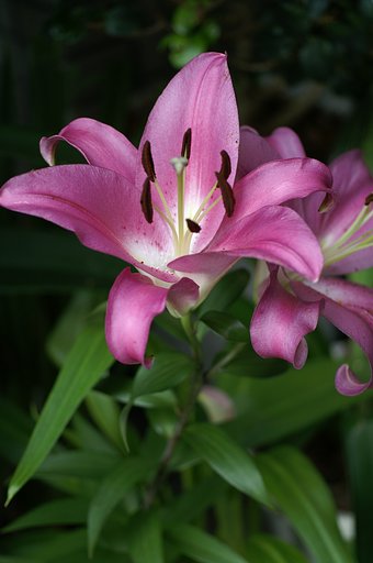 AF50/2.8(D)MACRO