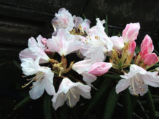 赤星石楠花