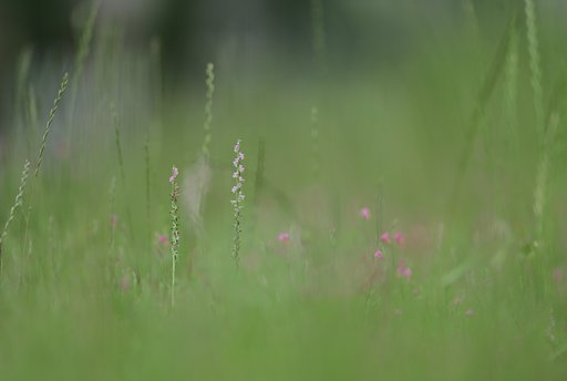 そっと草叢に立つ二人