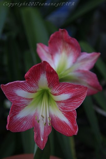 ダブルで開花