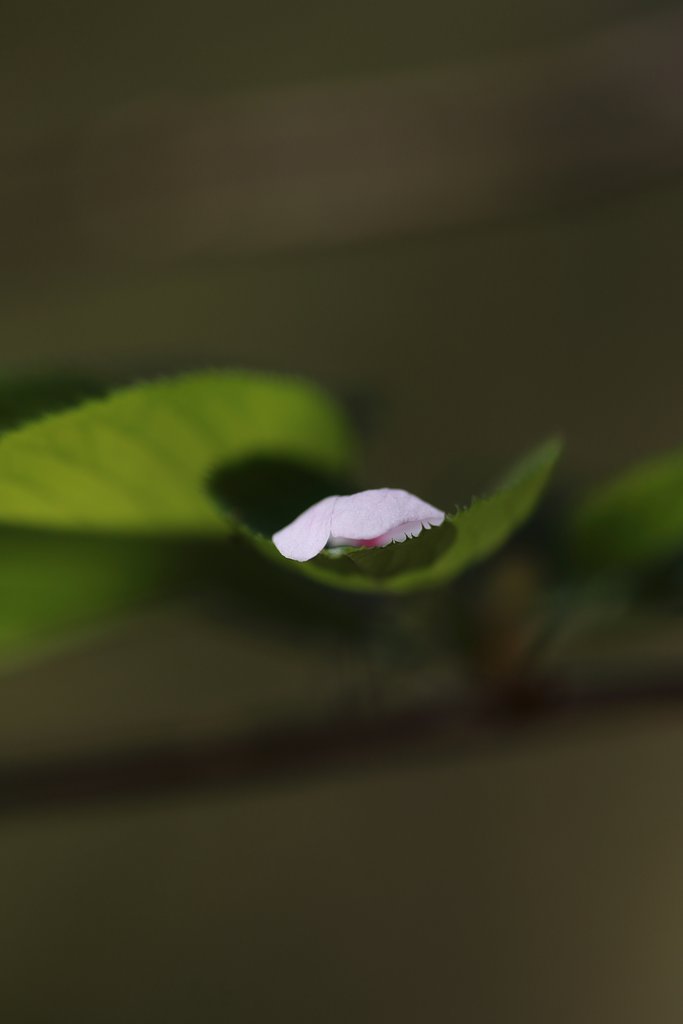 またお会いしましょう