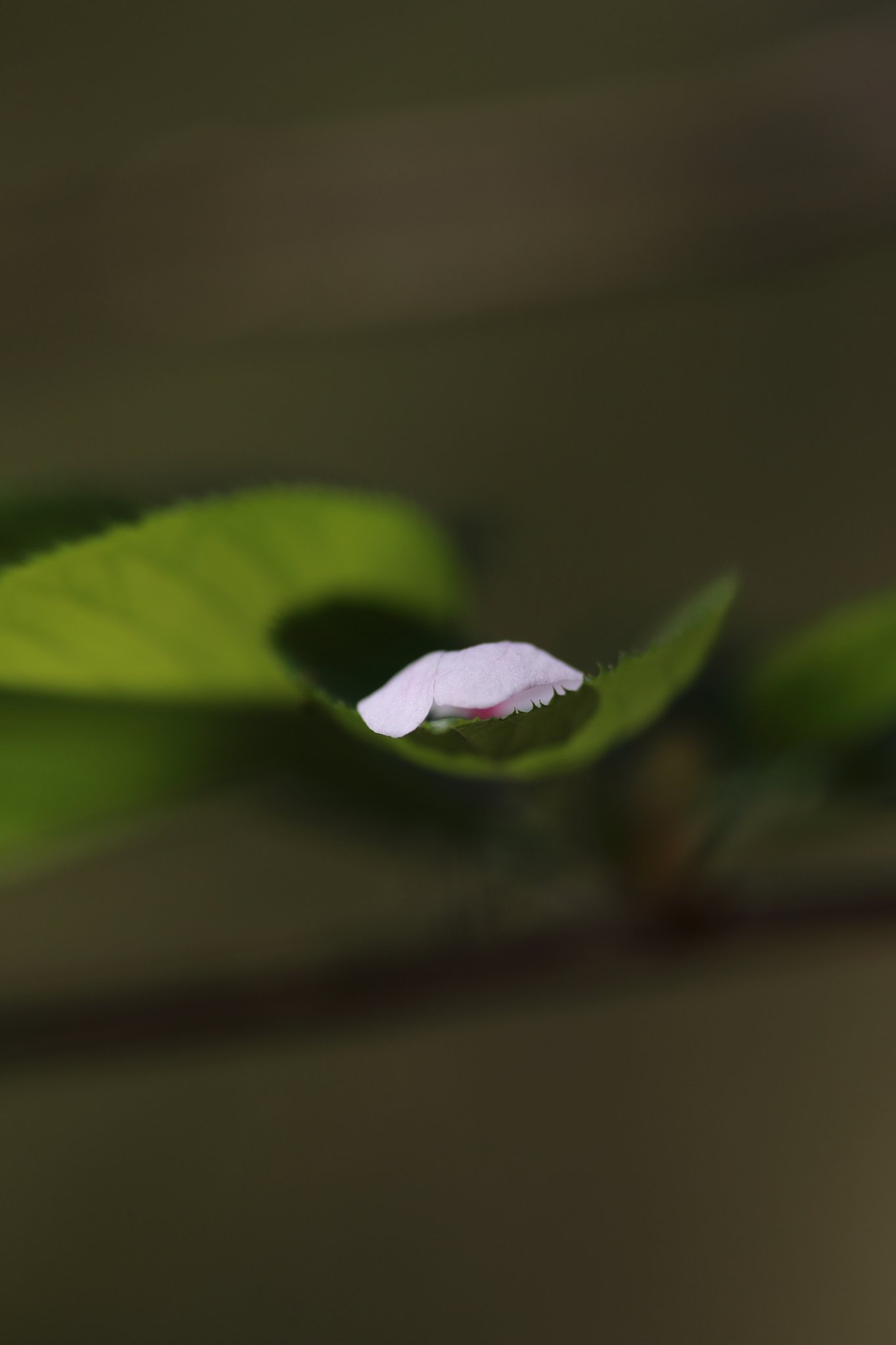 またお会いしましょう