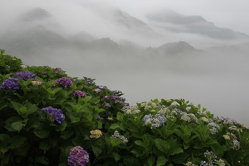 新宮の紫陽花