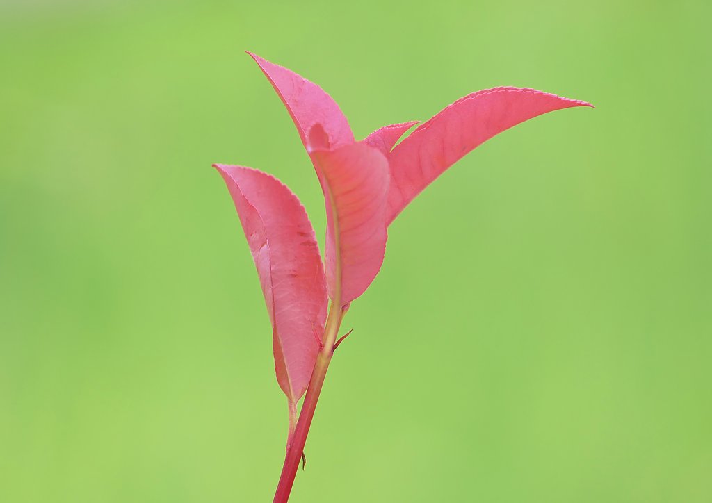 紅要