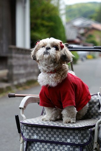 「顔」　おばあちゃんといっしょ