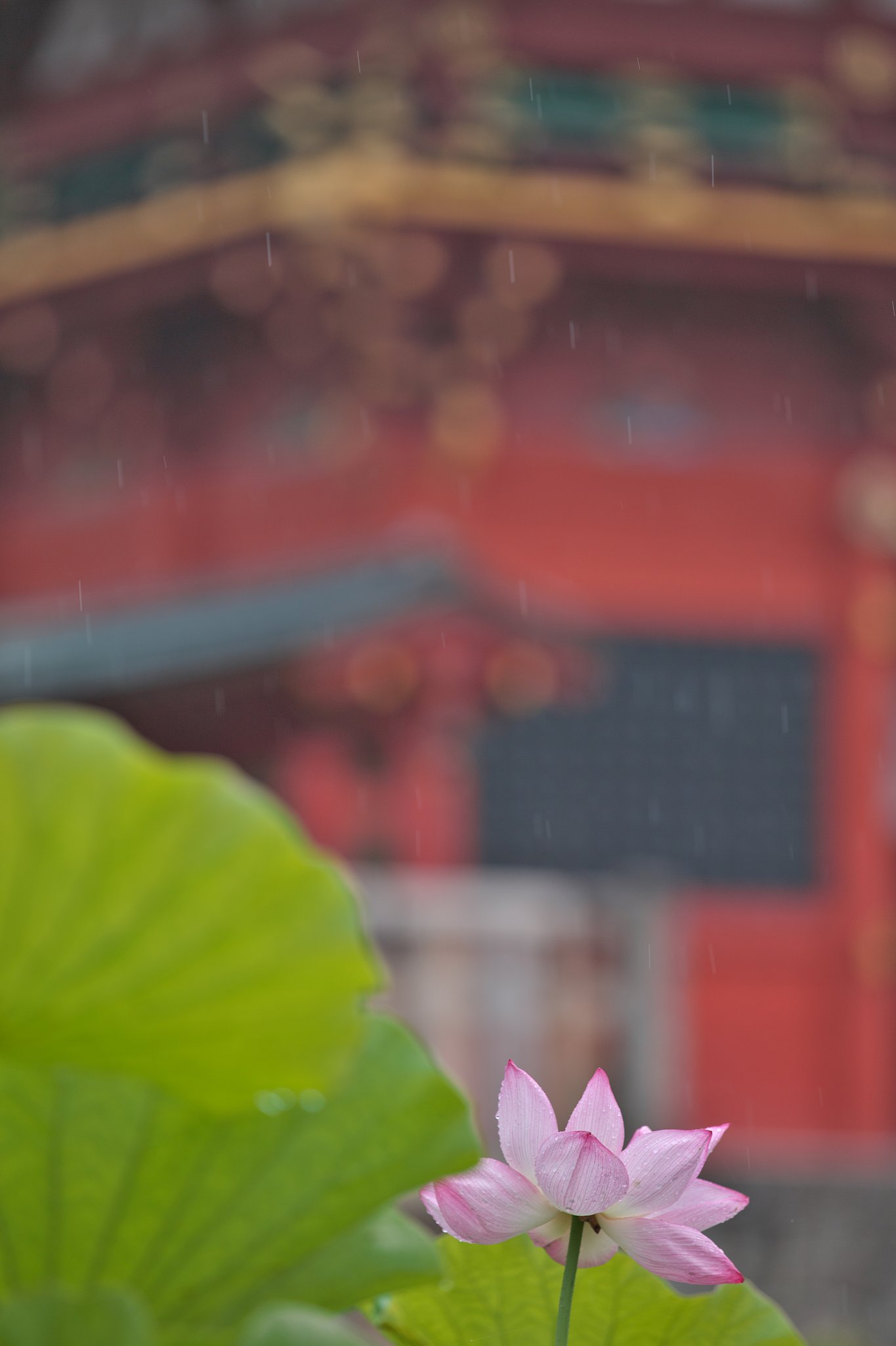 雨
