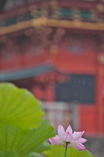 雨