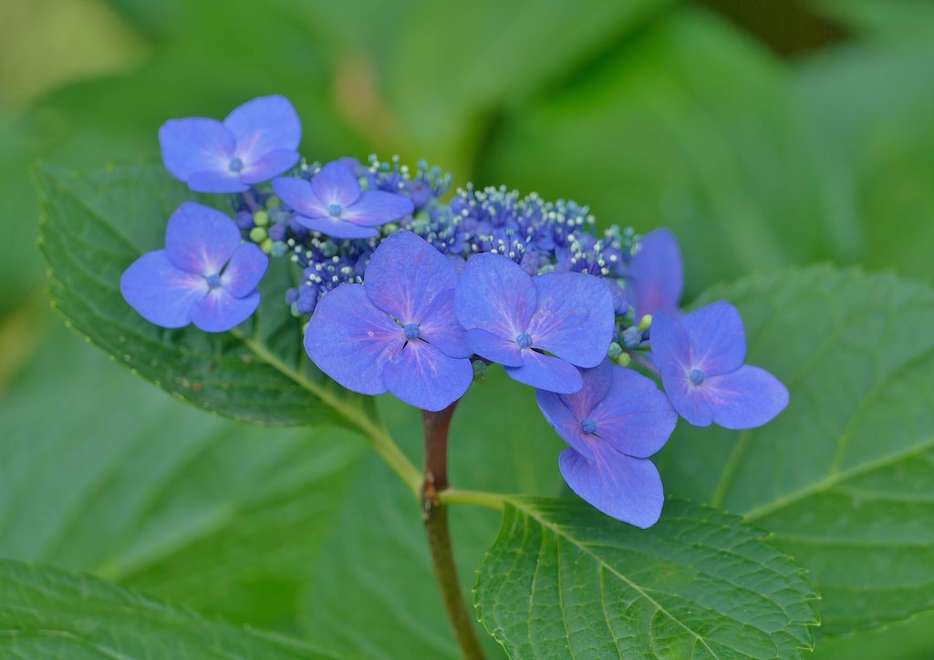 額紫陽花
