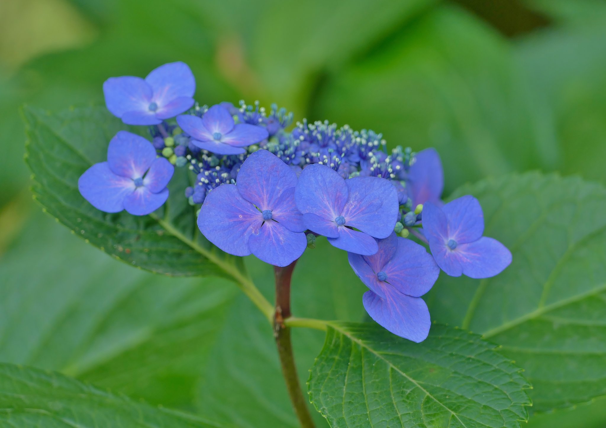 額紫陽花