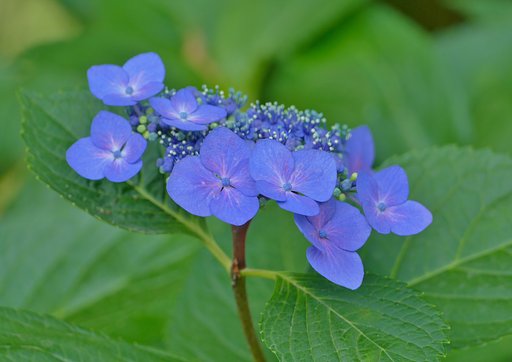 額紫陽花