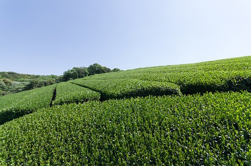 茶畑