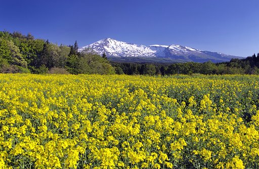菜の花と鳥海