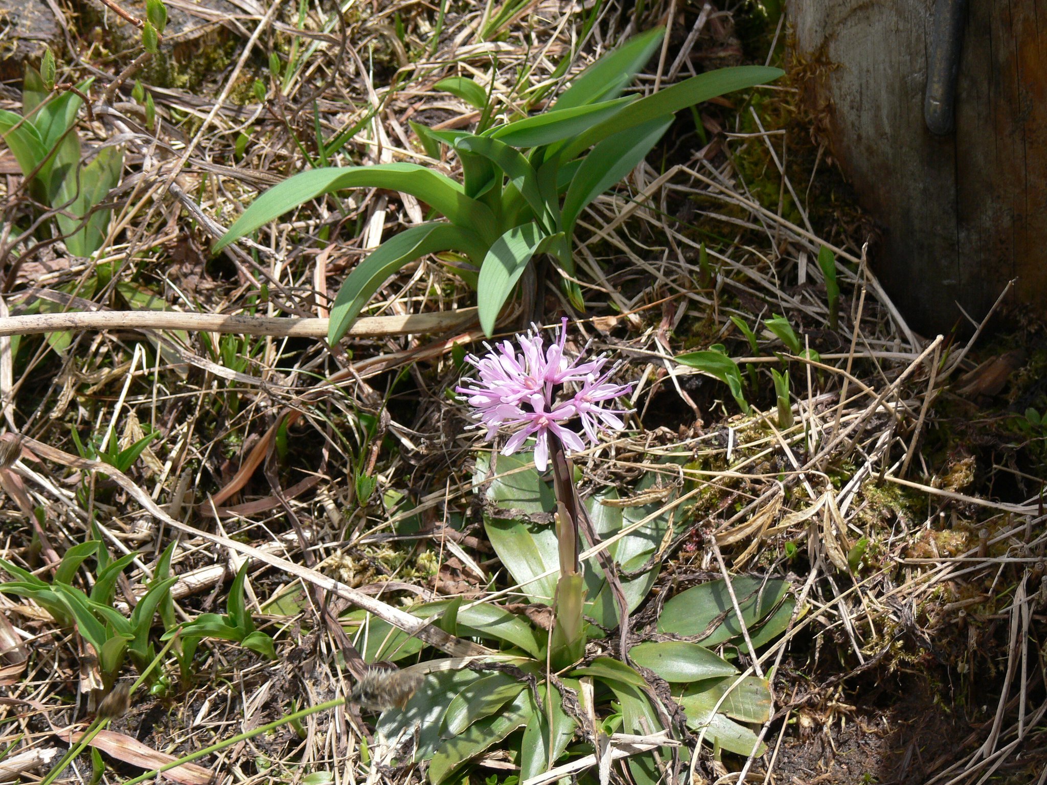 湿原の花