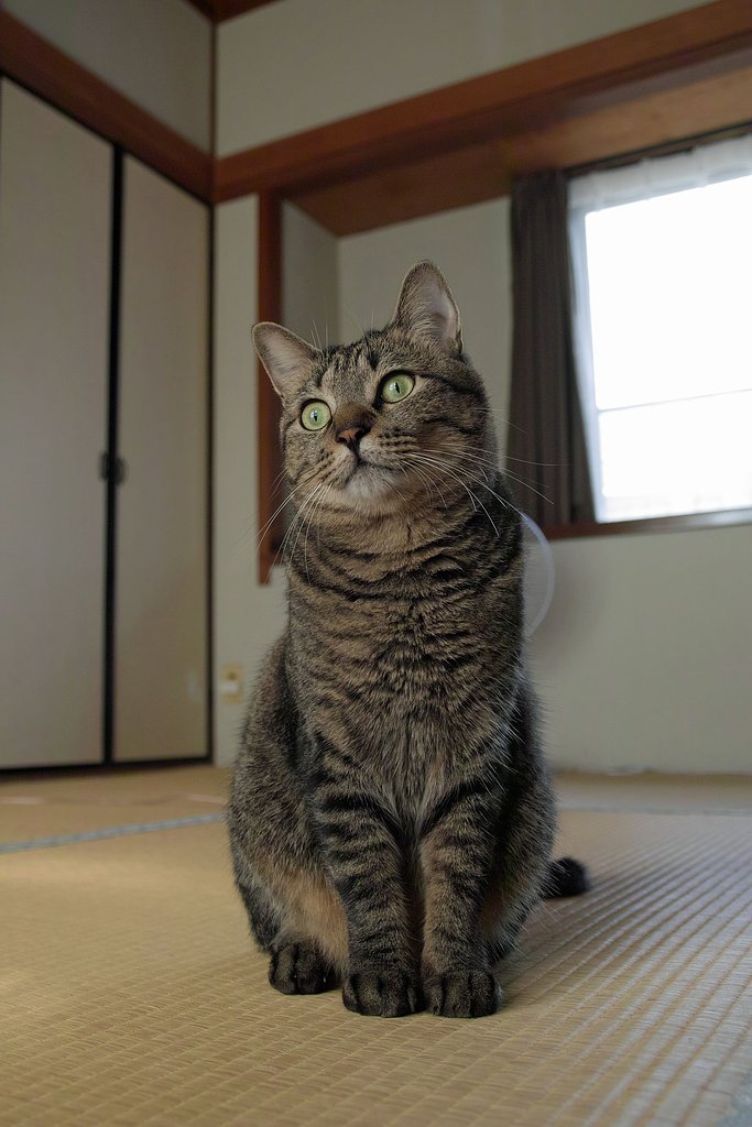 猫の肖像