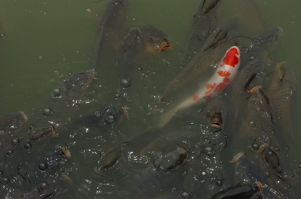 鯉