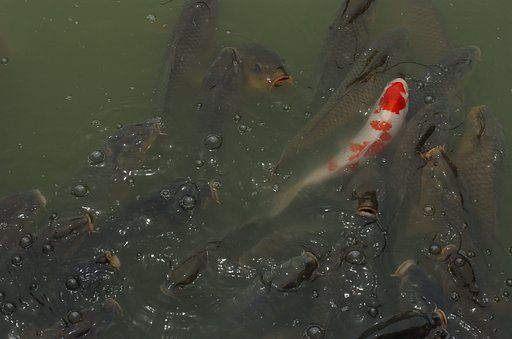 鯉