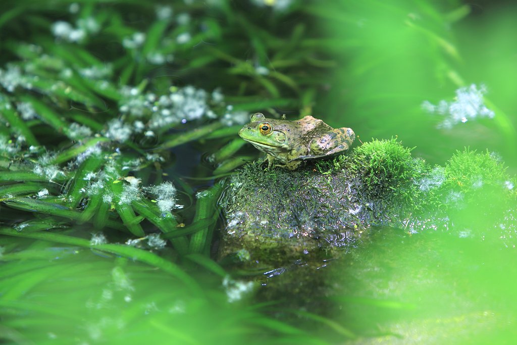 緑陰の虫の番人(カエル)