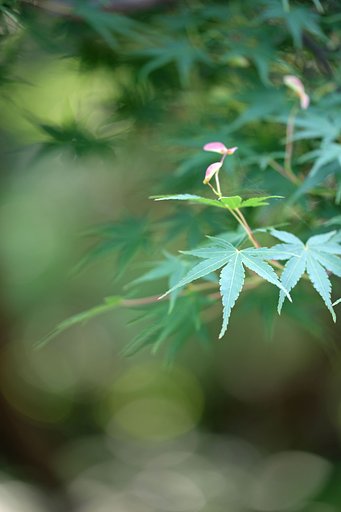 種