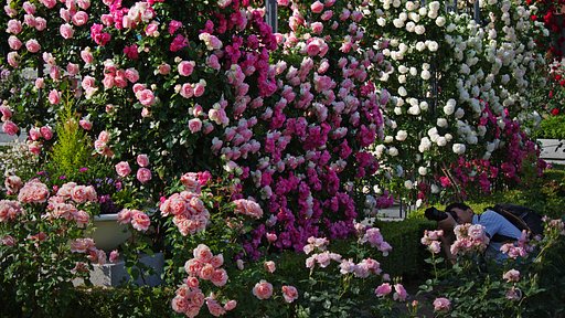 5月14日の写真