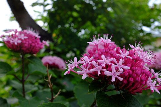 これも紫陽花？