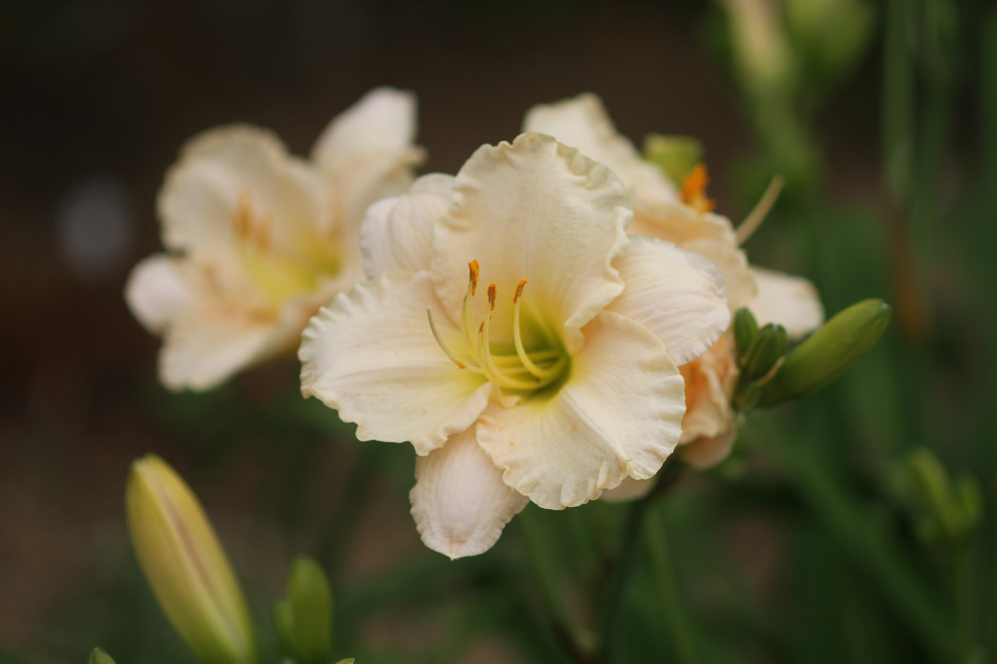 へメロカリス？