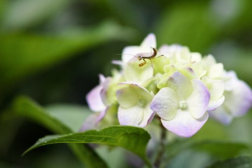 チビカマ発見！