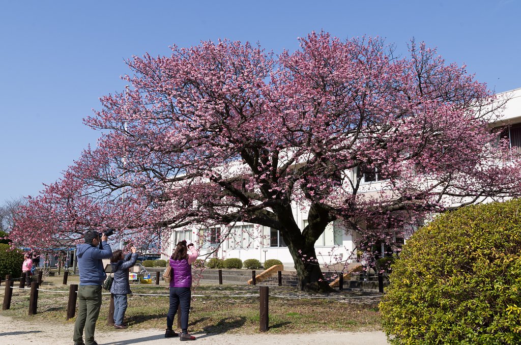 寒桜