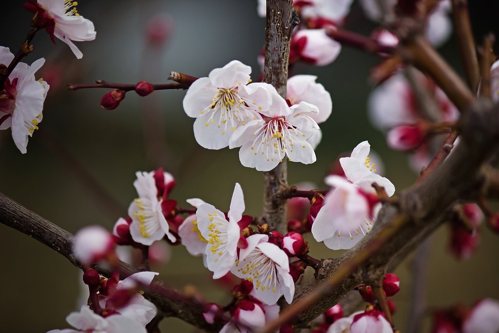 スモモの花