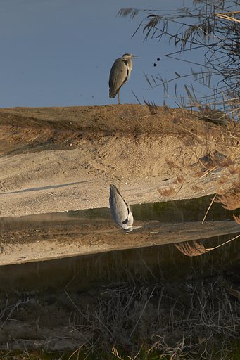 鳥