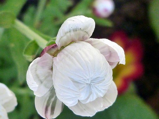 花簪の蕾