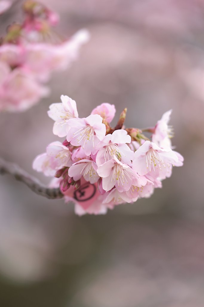 寒桜