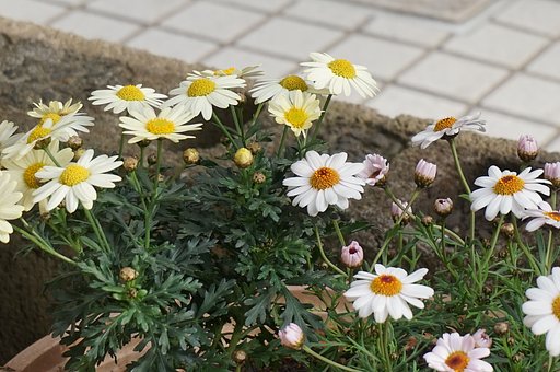 まーがレツト
