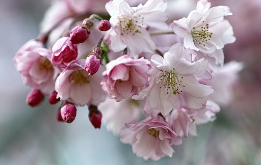 八重桜