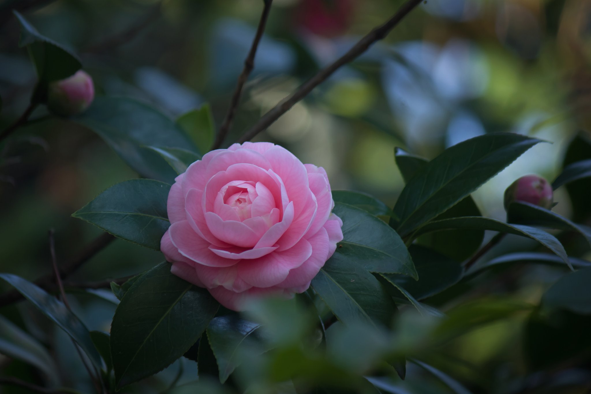 木陰の椿