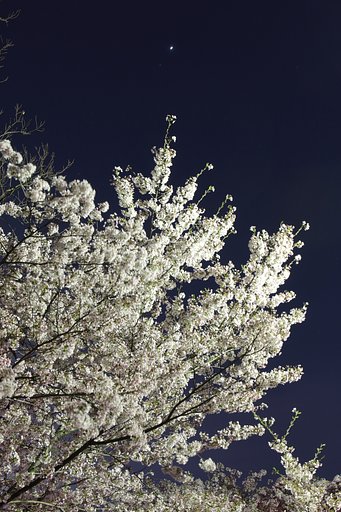 春の夜の夢