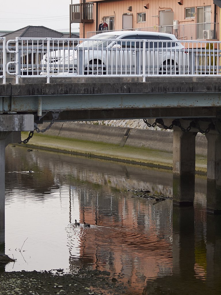 鴨たち